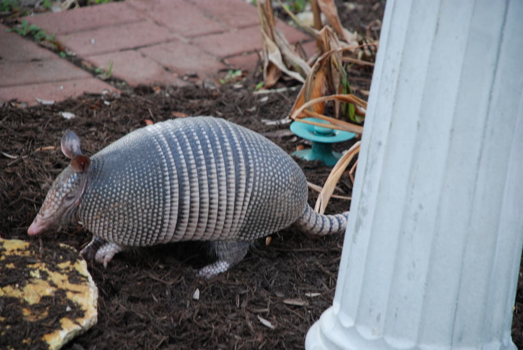 2008/12(Dec)/08(Armadillo-our-yard)/1024x768_2008-12-27 08-42-56DSC_0017.JPG